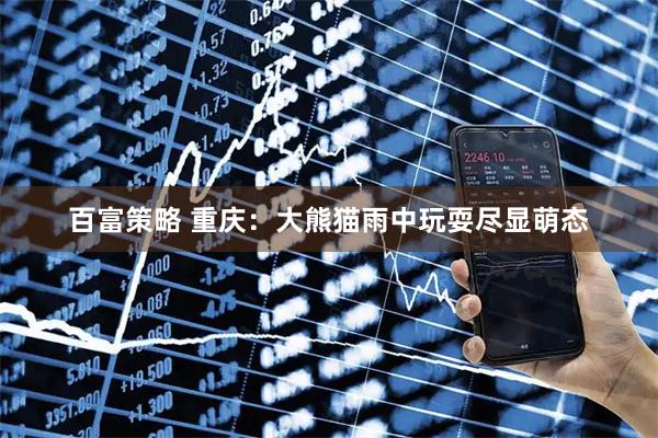 百富策略 重庆：大熊猫雨中玩耍尽显萌态